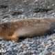 Foca bebé estaba tan brava por ser rescatada está tan feliz cuando regresa a la naturaleza | El Dodo