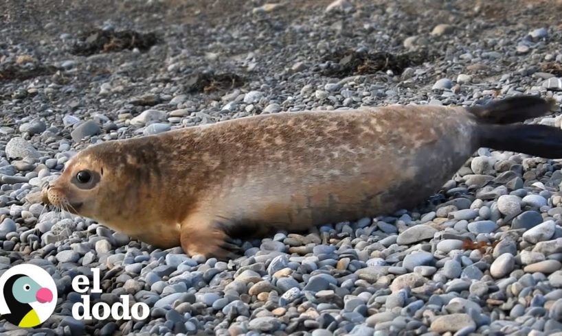 Foca bebé estaba tan brava por ser rescatada está tan feliz cuando regresa a la naturaleza | El Dodo