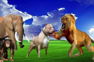 Forest Animals Elephant - Monkey- lion - Dog playing with each other, animals video, farm animals