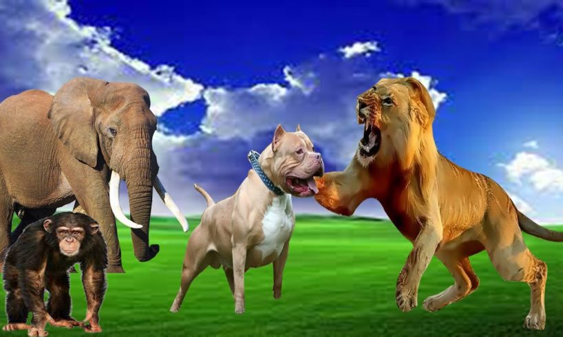 Forest Animals Elephant - Monkey- lion - Dog playing with each other, animals video, farm animals