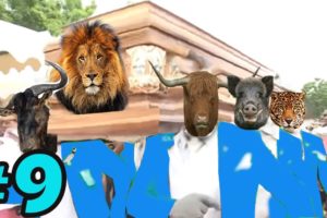 Funniest ANIMAL FIGHTS ⚰ Wild Animals Attack Meme Compilation 2021 | COFFIN DANCE MEME  #9