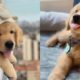 Funniest Dog and Cutest Puppies Videos - Best of 2021 🐶