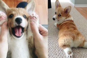 Funniest & Cutest Corgi Puppies - Funny Pembroke welsh corgi Puppy Videos 2021