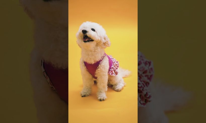Funniest & Cutest Puppies #28 - Funny Puppy Videos 2021 | animals pet
