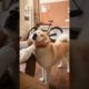 Funniest & Cutest Puppies - Funny Puppy Videos 2021 | animals pet