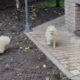 Funniest & Cutest  Puppies - Funny Puppy Videos