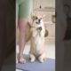 Funniest & Cutest Puppies & Girl - Funny Puppy Videos 2021 | animals pet