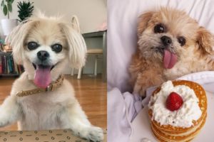 Funniest and Cutest Puppies Videos - Best of 2021🐶