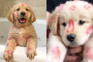 Funniest and cutest Puppies Videos -  best of 2021 🐶 Try not laugh #5