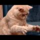 Funny ANIMALS are the best entertainment - Funny animal compilation