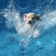 Funny Animals Falling in Water Compilation