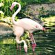 Funny Animals in 1 minute.  Flamingo Sweet Dance #4