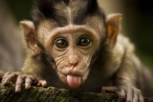 Funny Monkeys - Funny Animal Videos Compilation of the Funniest Animals