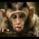 Funny Monkeys - Funny Animal Videos Compilation of the Funniest Animals