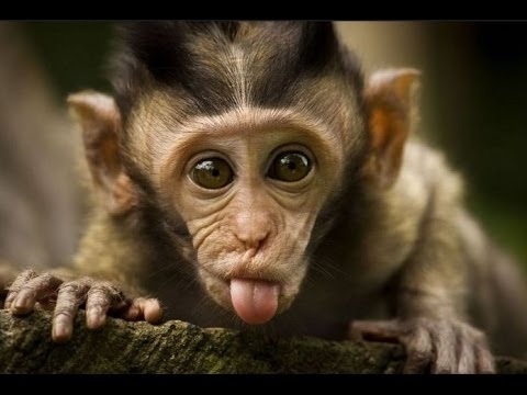 Funny Monkeys - Funny Animal Videos Compilation of the Funniest Animals