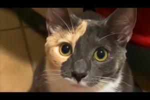Funny and Cute Cat videos to Cheer Up your Day 2021!😹| YUFUS