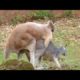 Funny animals fall in love