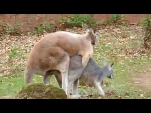 Funny animals fall in love