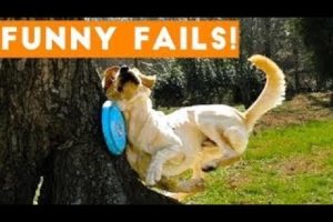 Funny dog fail compilation 2021 . Fail of the week!! #Legendaryfail  #failarmy #fail