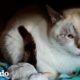 Gato desaliñado se convierte en una belleza de ojos azules | El Dodo