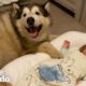 Giant Dog Is Obsessed With His Tiny Human Sister | The Dodo