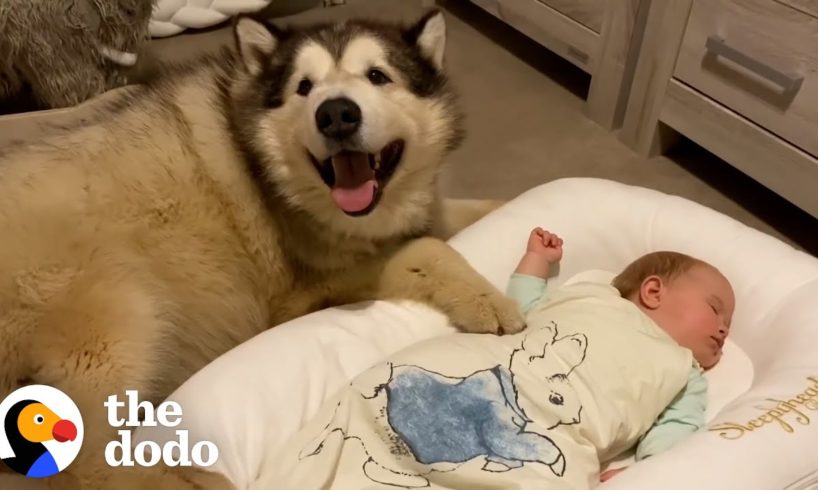 Giant Dog Is Obsessed With His Tiny Human Sister | The Dodo