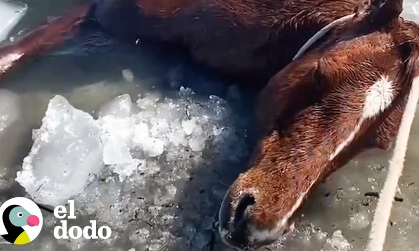 Grupo de personas corre para salvar a un caballo del hielo | El Dodo