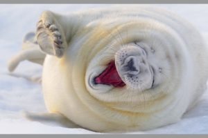 Happy Funny Animals - 32 Happy And Funny Animals That Will Brighten Your Day