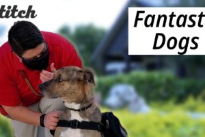 Heartwarming Dog Stories | 6 Incredible Dog Rescues, Recoveries, and Reunions