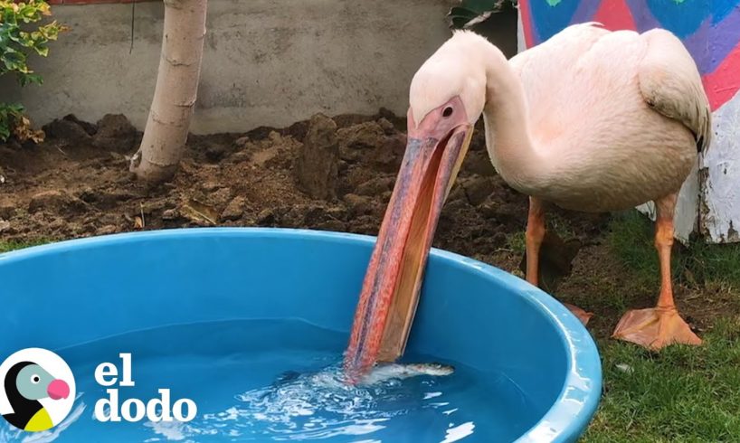 Hombre deja que este pelícano rescatado use su piscina | El Dodo