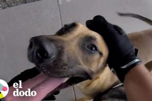 Hombre en motocicleta rescata a dos perros metidos en el tráfico | El Dodo