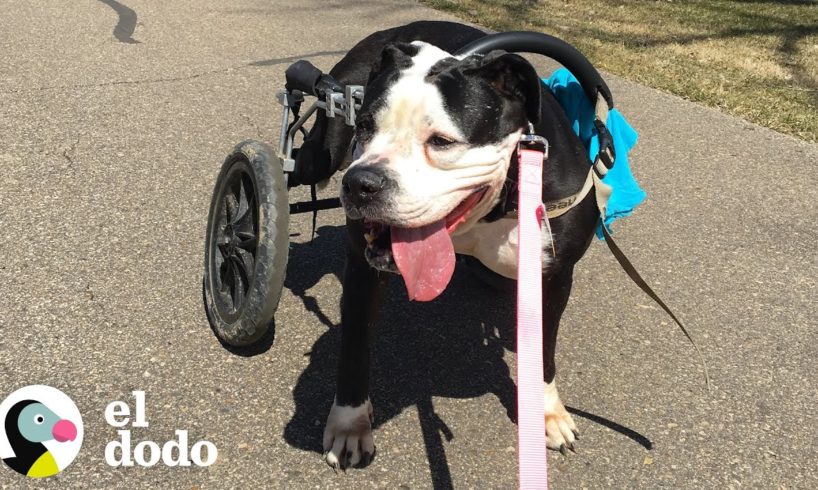 Hombre hace todo por su perrita con parálisis I El Dodo