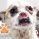 Hope Saved Sweetest Dog With No Nose Named Angel @Viktor Larkhill #DogRescue