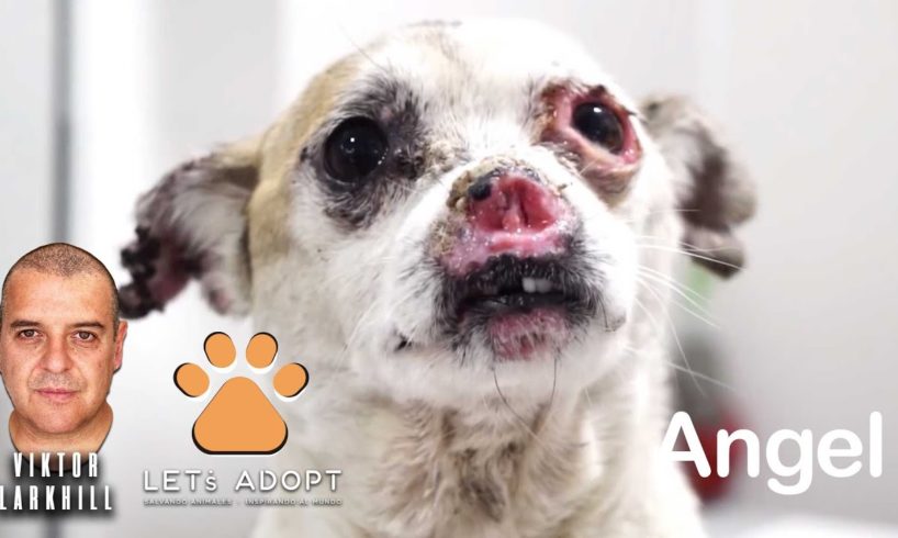 Hope Saved Sweetest Dog With No Nose Named Angel @Viktor Larkhill #DogRescue