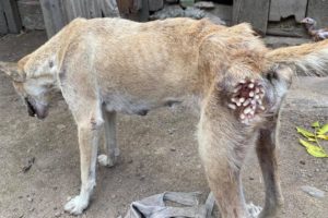 Hopeless Dog Rescued From Huge Maggots - Animal Rescue Video