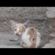 Hopeless Hunger Mother Cat Rescued From Huge Maggots - Animal Rescue Videos