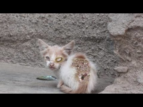 Hopeless Hunger Mother Cat Rescued From Huge Maggots - Animal Rescue Videos