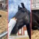 Horse Rolling in the sand and Taking a sand bath | Funny animals video