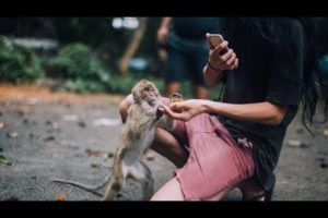 How Do Animal Monkey Video |BBC Earth |Animal Watch |[All World Animals ]
