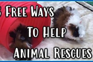 How to Help Animal Rescues Without Spending Money - 6 Tips