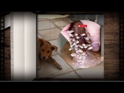 How to clean stray dog from a lot of mangoworms attacked! Animal rescue video #345