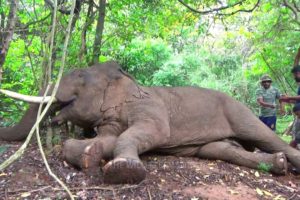 Huge injured elephant gets treated and injected:Emergency Rescue Operation