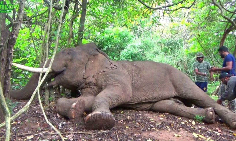 Huge injured elephant gets treated and injected:Emergency Rescue Operation