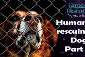 Human Rescue Dog Part 2 - Best Dog Rescues - FunnyNature