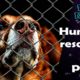 Human Rescue Dog Part 2 - Best Dog Rescues - FunnyNature