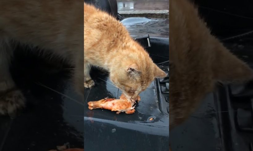 Hurricane Animal Hospital l Animal Rescues & Donate Hurricane