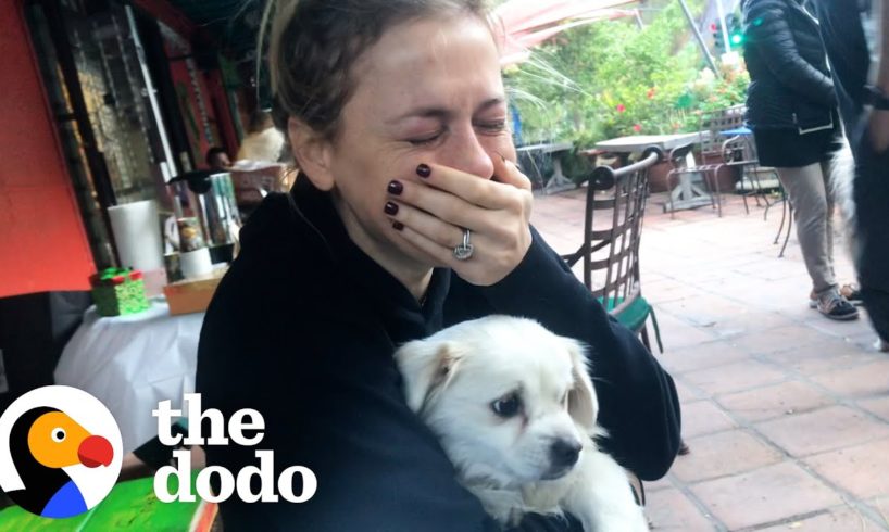 Iliza Shlesinger Cries Happy Tears Meeting New Rescue Dog | The Dodo You Know Me Now Meet My Pet