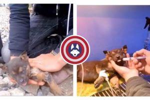 Inspiring Animal Rescues and Cure Compilation | Captain Animals