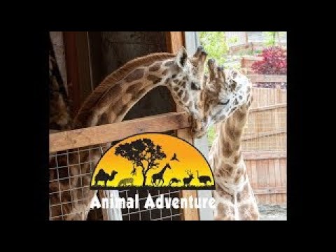 Johari & Oliver Giraffe Cam - Animal Adventure Park
