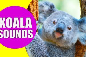KOALA SOUNDS | Learn Animals with Kiddopedia #Shorts